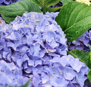 Hydrangea 'Sunset'