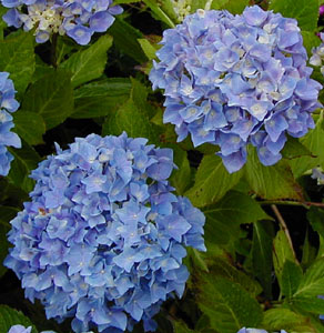 Hydrangea 'Supreme'