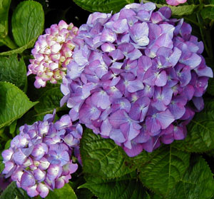 Hydrangea 'Todi'