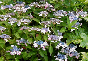 Hydrangea 'Tokyo Delight'