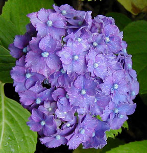 Hydrangea 'Tovelit'