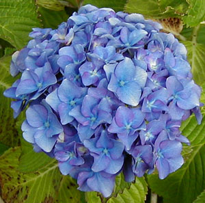 Hydrangea 'Trophee'