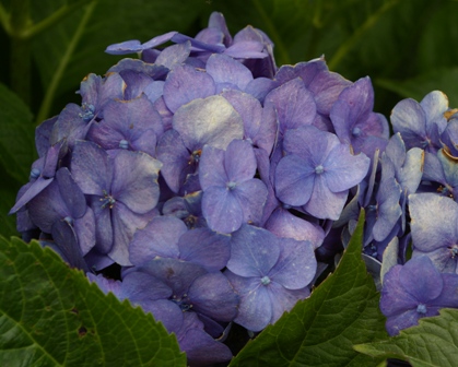 Hydrangea 'Weidner's Blue'
