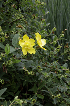 Hypericum 'Hidcote'