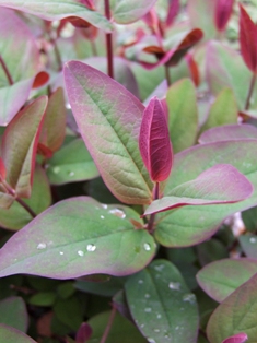 Hypericum inodorum 'Albury Purple'