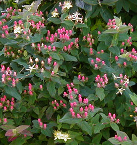 Hypericum inodorum 'Elstead'