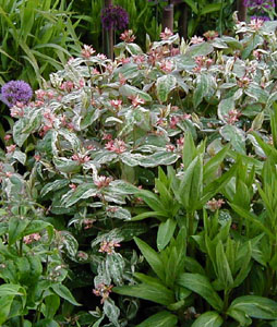 Hypericum inodorum 'Glacier'