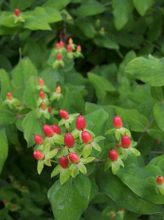 Hypericum inodorum 'Summergold'