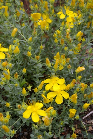 Hypericum olympicum