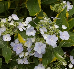 Hydrangea 'Gilded Lace'