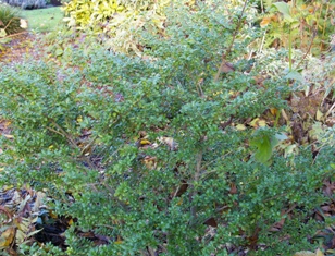 Ilex crenata 'Convexa'