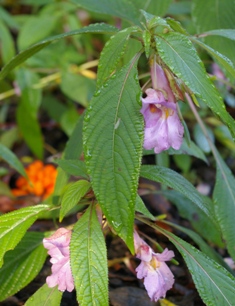 Impatiens arguta