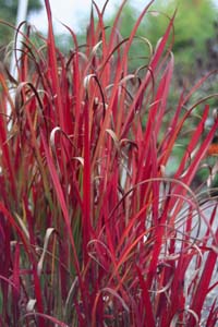 Imperata cylindrica 'Red Baron'