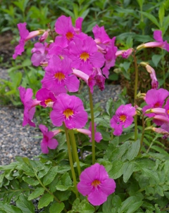 Incarvillea mairei var. grandiflora