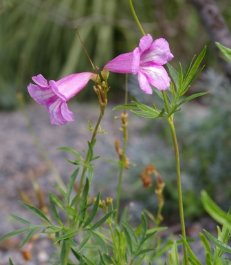 Incarvillea olgae