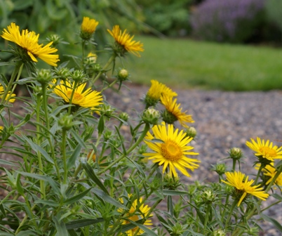 Inula ensifolia