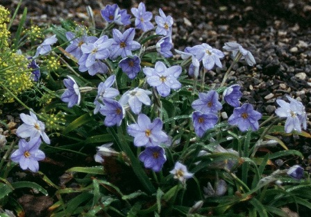 Ipheion uniflorum