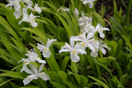 Iris cristata f. alba