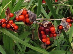 Iris foetidissima