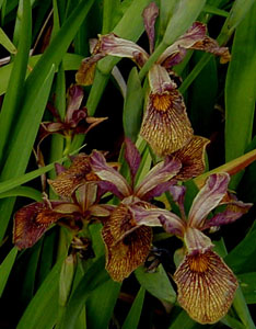 Iris 'Holden Clough'