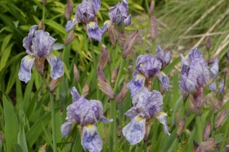 Iris kamaonensis
