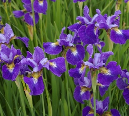 Iris siberica 'Ann Dasch'