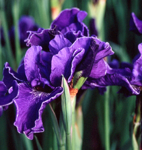 Iris siberica 'Dear Dianne'