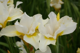 Iris siberica 'Dreaming Orange'
