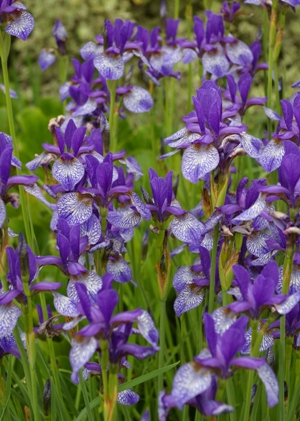 Iris siberica 'Flight of Butterflies'