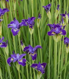 Iris siberica 'Forrest McCord'