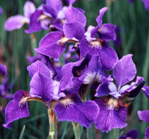Iris siberica 'George Henry'