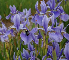 Iris siberica 'Harpswell Haze'
