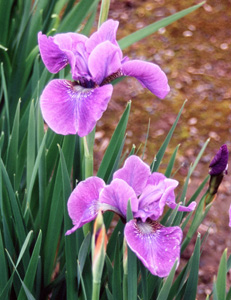 Iris siberica 'Heliotrope Bouquet'
