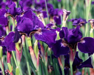 Iris siberica 'High Standards'