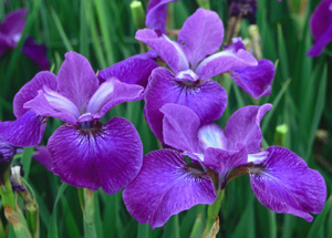 Iris siberica 'Indy'