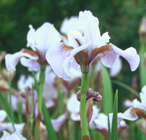 Iris siberica 'Lucky Lilac'