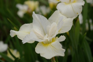 Iris siberica 'Moonsilk'