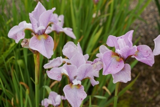 Iris siberica 'Pink Sparkle'