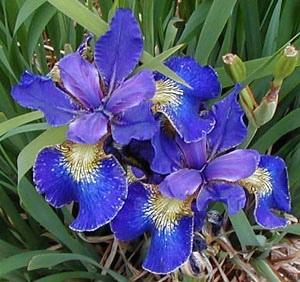 Iris siberica 'Regency Belle'