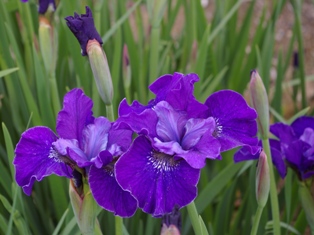 Iris siberica 'Regency Buck'