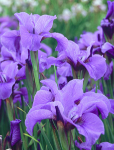 Iris siberica 'Reprise'