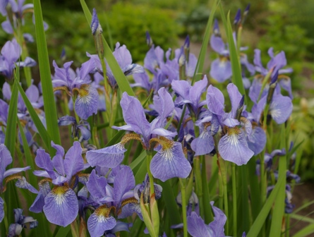 Iris siberica 'Rimouski'