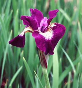 Iris siberica 'Sultan's Ruby'
