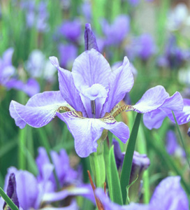 Iris siberica 'Windwood Spring'