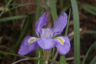 Iris unguicularis