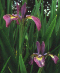 Iris versicolor