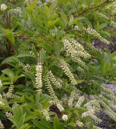 Itea virginica 'Little Henry'