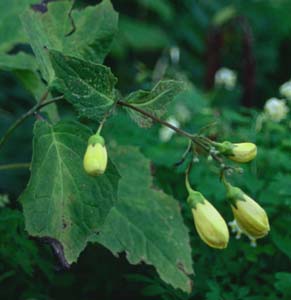 Kirengeshoma palmata