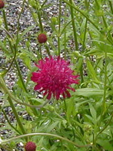 Knautia macedonica