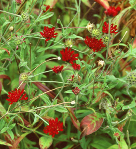Knautia macedonica 'Ruby Star'